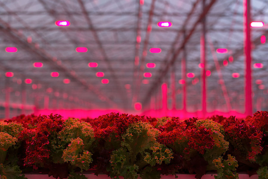 LED осветление за земеделско производство